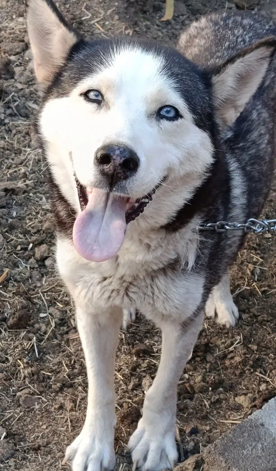 سگ هاسکی|سگ|میاندوآب, |دیوار