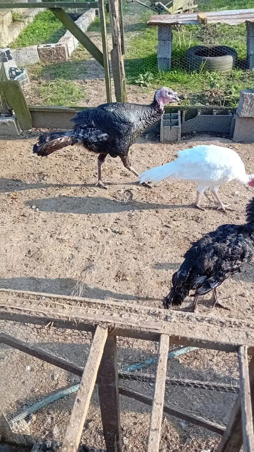 بوقلمون واردک اسراییلی|حیوانات مزرعه|رودسر, |دیوار