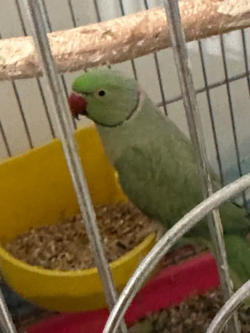 جفت مولد ملنگو به شرط|پرنده|مهران (ایلام), |دیوار