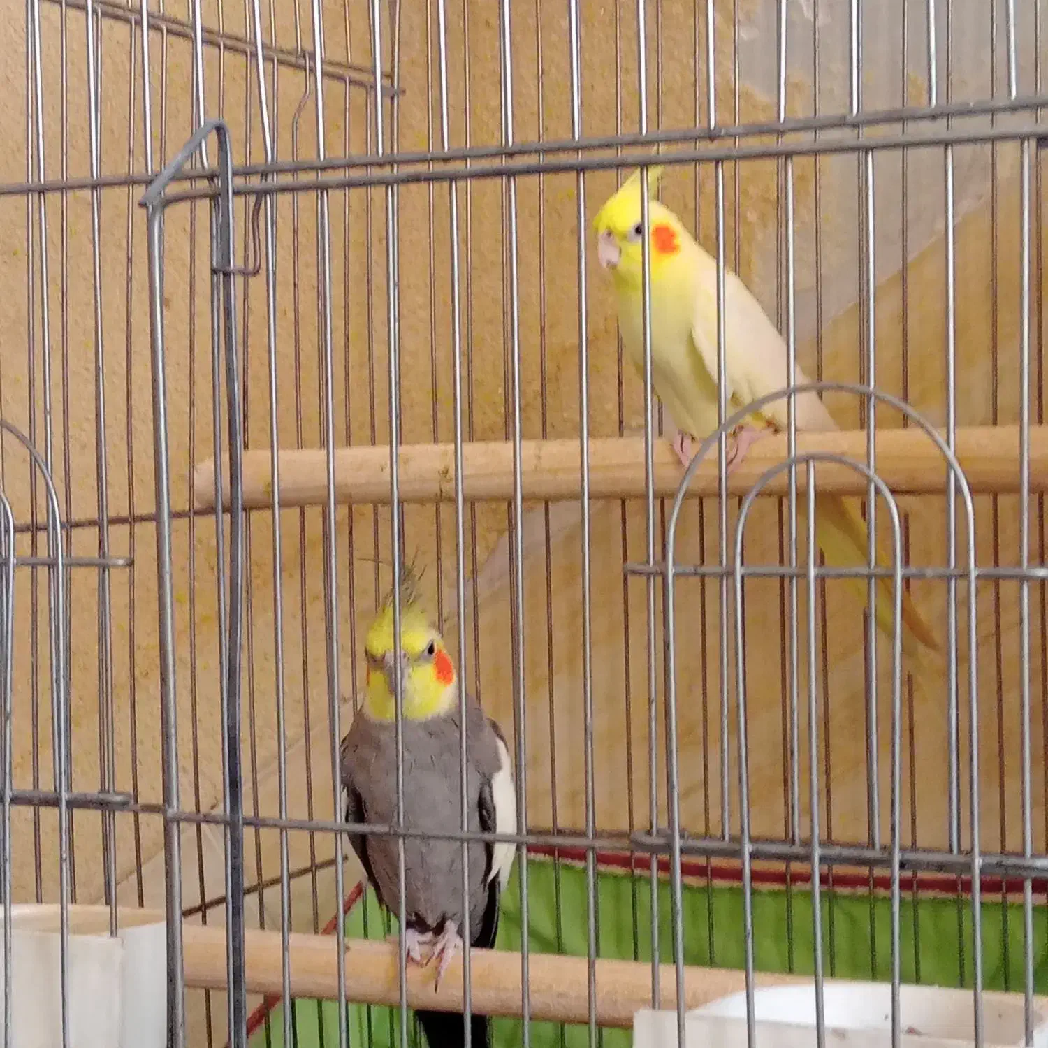 4جفت عروس هلندی مولد|پرنده|کرج, کوی امامیه|دیوار