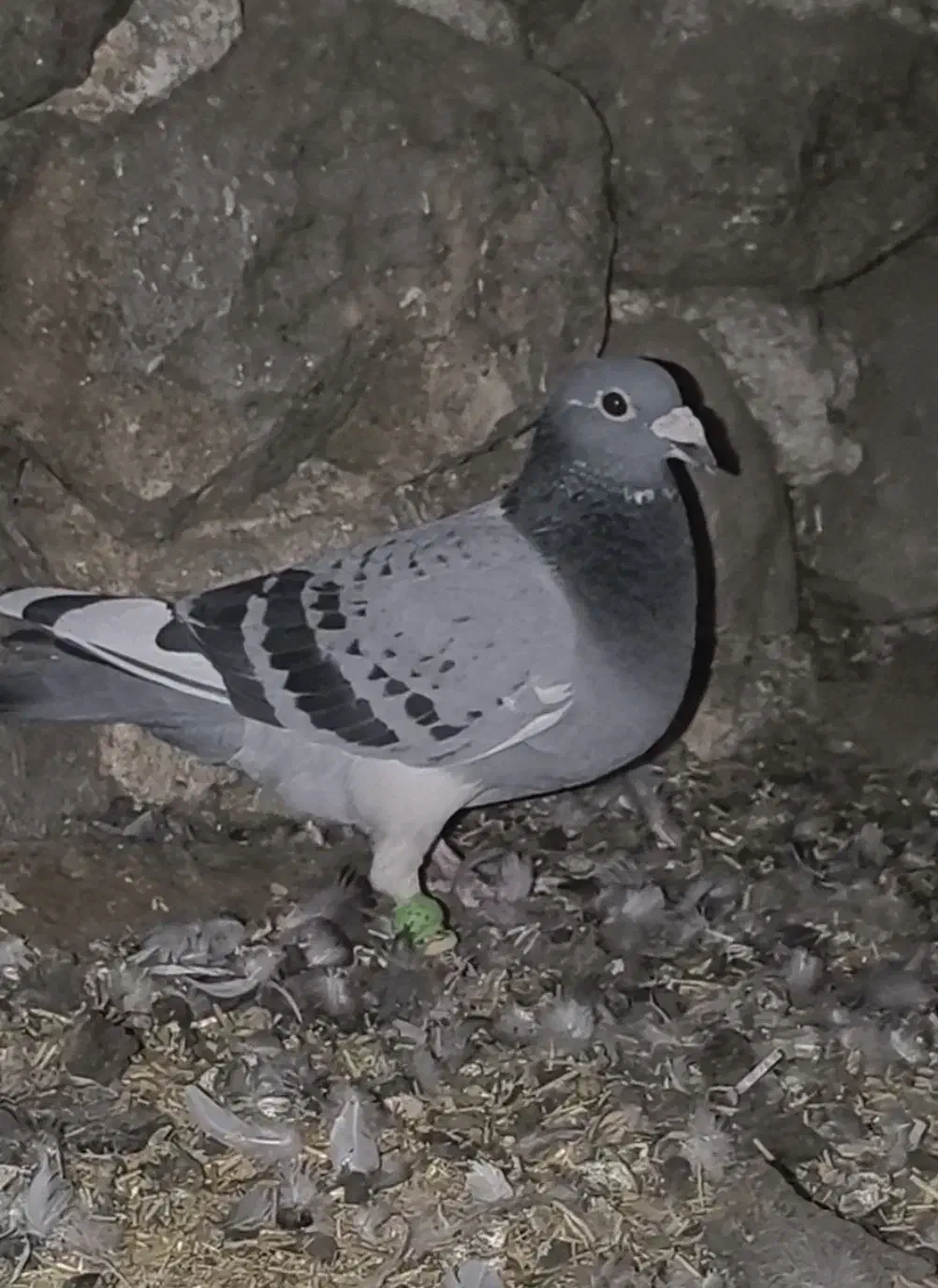 سبز|پرنده|کازرون, |دیوار