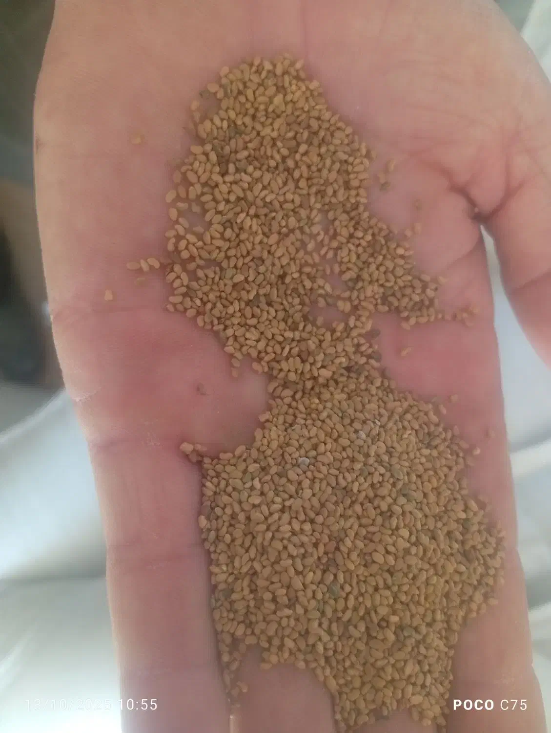 بذر یونجه|خدمات باغبانی و درختکاری|مرودشت, ثبت احوال|دیوار