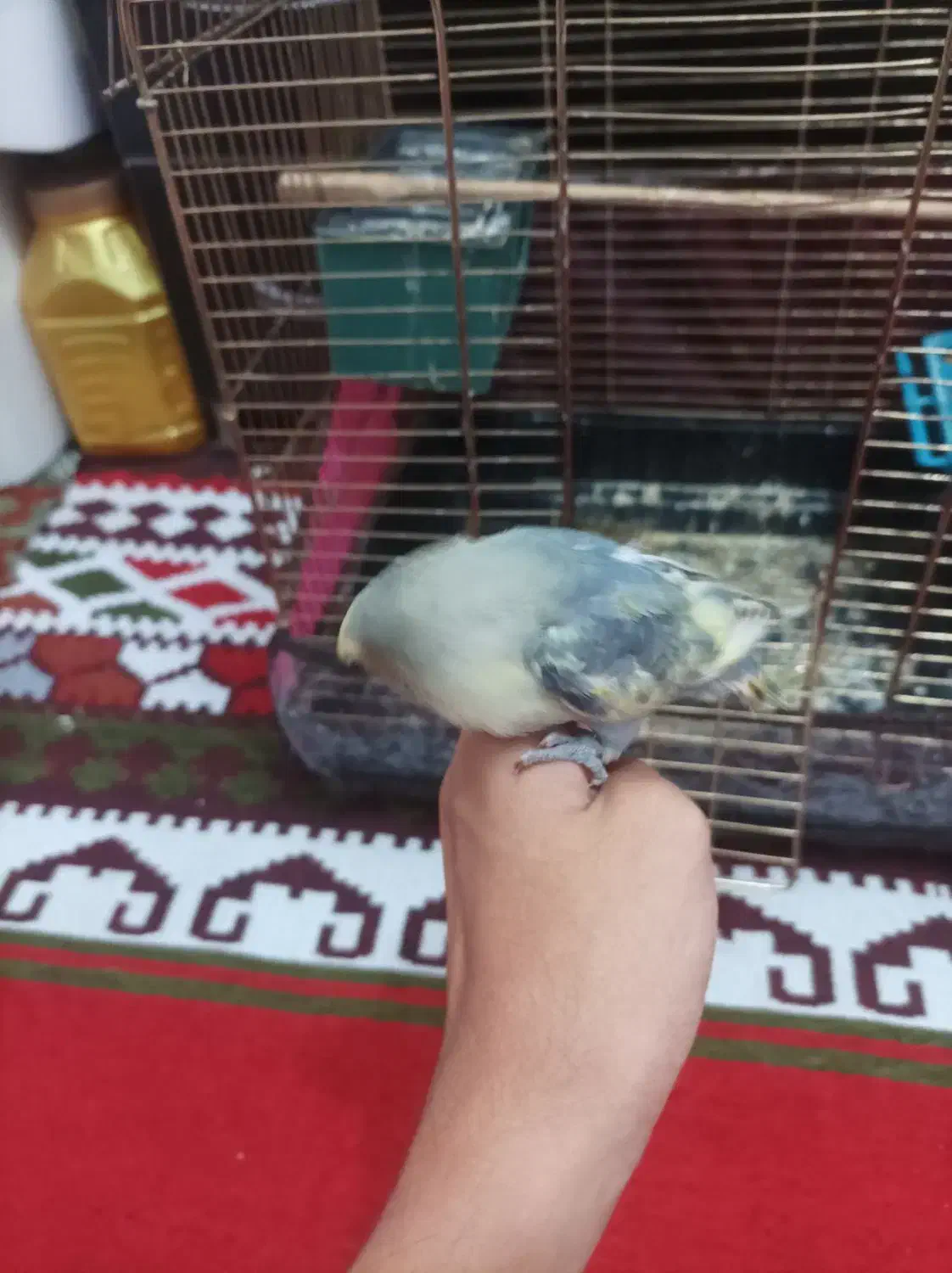 فروش طوطی برزیلی دستی|پرنده|میانه, |دیوار