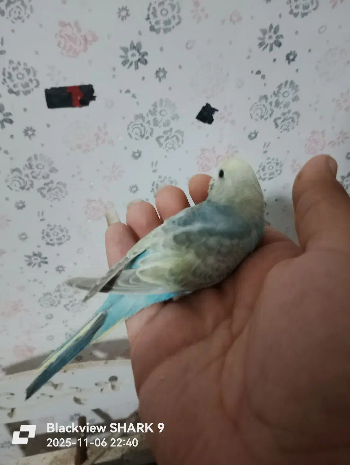 مرغ عشق رینبو و رینبو انگلیسی|پرنده|رشت, پیرکلاچای|دیوار