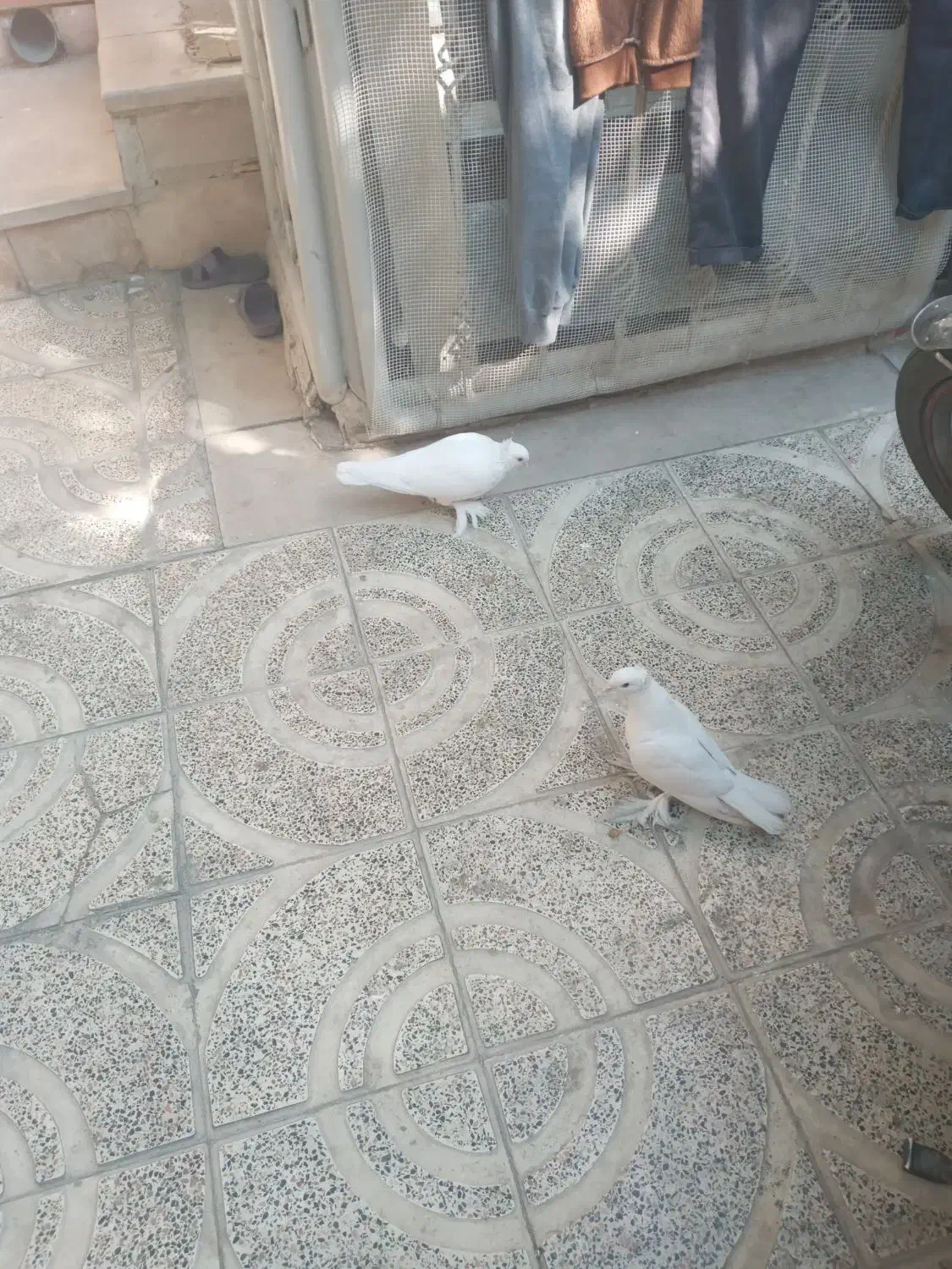 کبوتر تمام سفید بدون خط وخال پاپری( راعبی)|پرنده|اصفهان, سرتاوه|دیوار