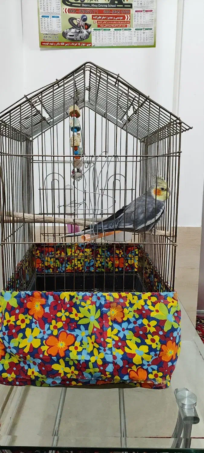 عروس هلندی نر|پرنده|قره ضیاالدین, |دیوار