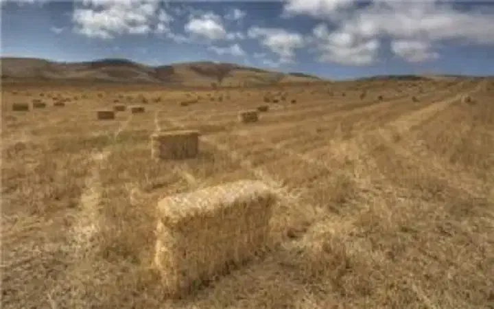 کاه کندم پرسی سرچینا|حیوانات مزرعه|طاهرگوراب, |دیوار