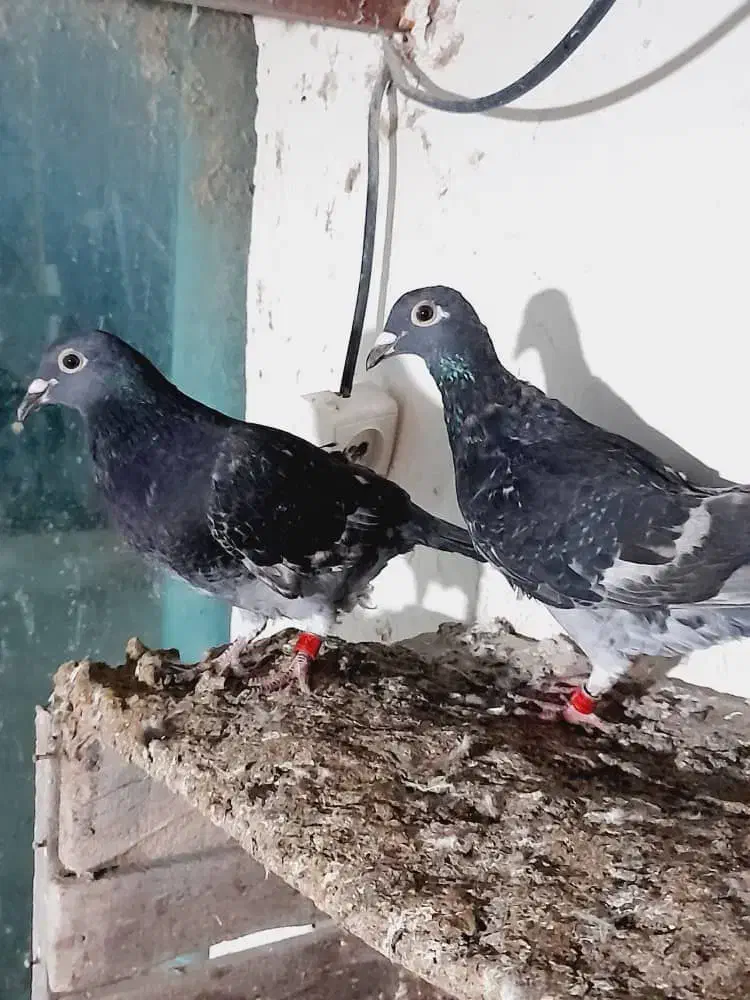 جوجه جوانه سه پری جان آردن خط خون خالص|پرنده|بهنمیر, |دیوار