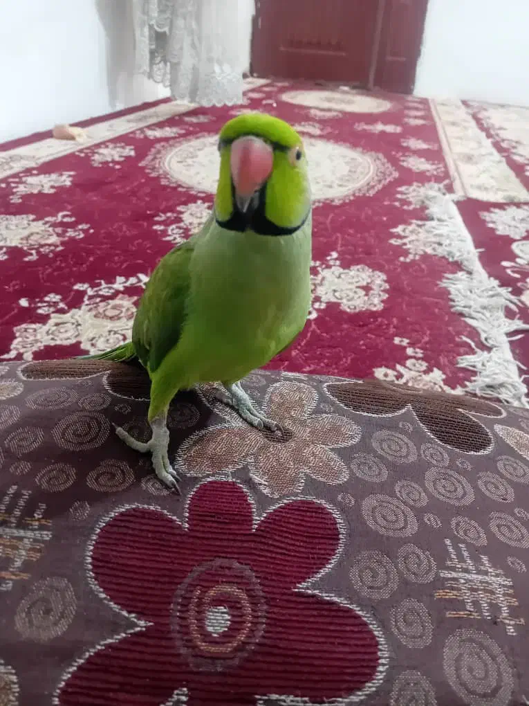 طوطی ملنگو سخنگو|پرنده|مشهد, شهید احمدی روشن|دیوار