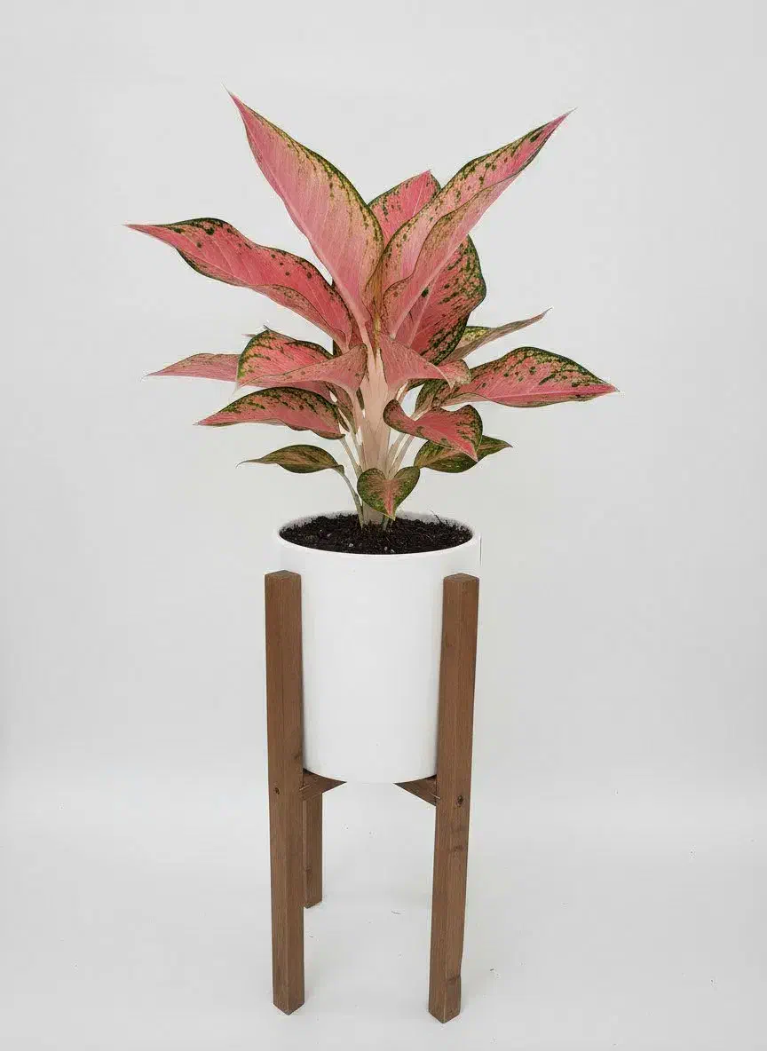 پایه گلدان چوبی|گل و گیاه طبیعی|آستانه اشرفیه, |دیوار