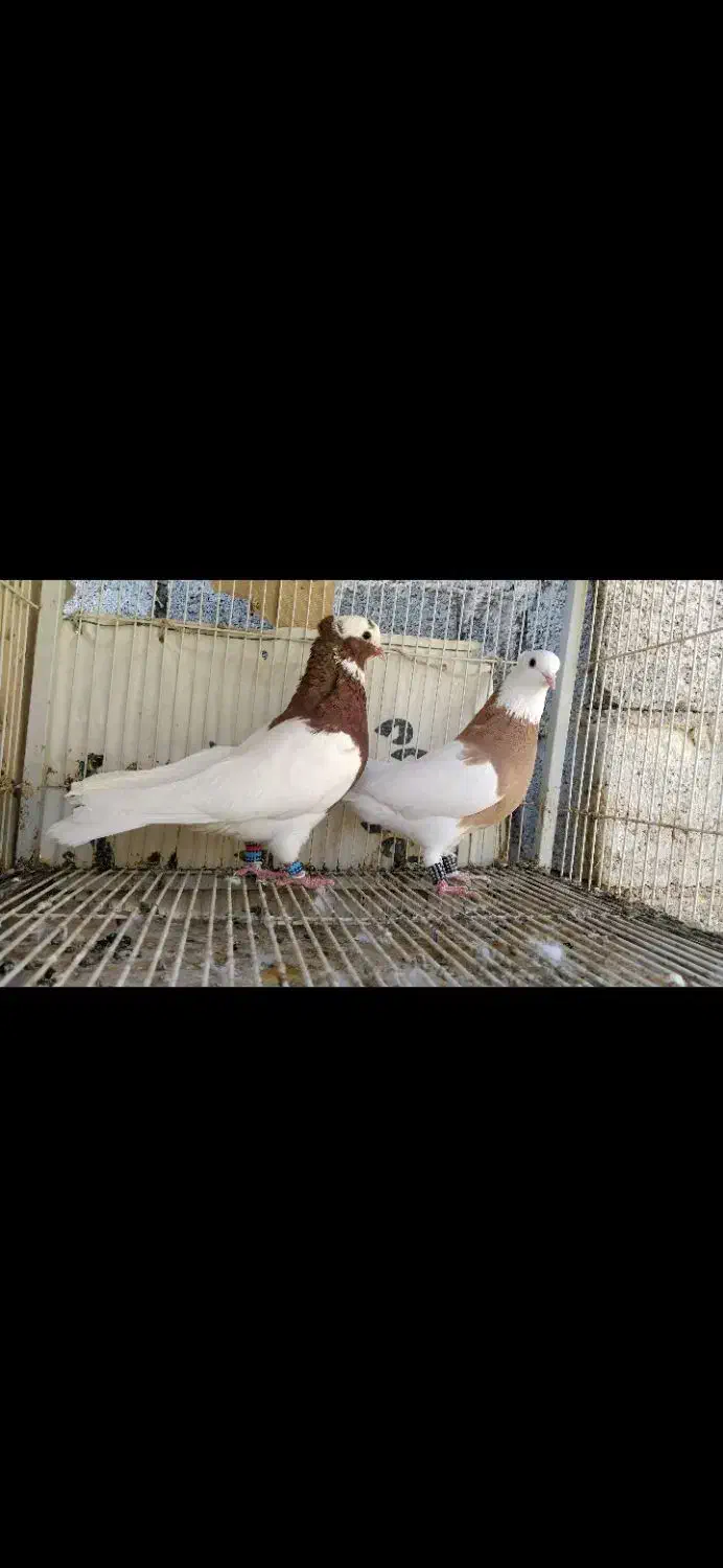 کفتر پلاکی طوقی دمبی شهری|پرنده|سروستان, |دیوار