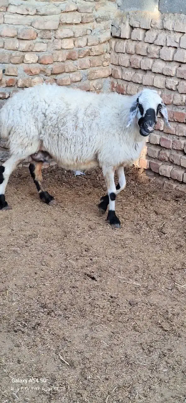 بز و میش|حیوانات مزرعه|بیرجند, |دیوار