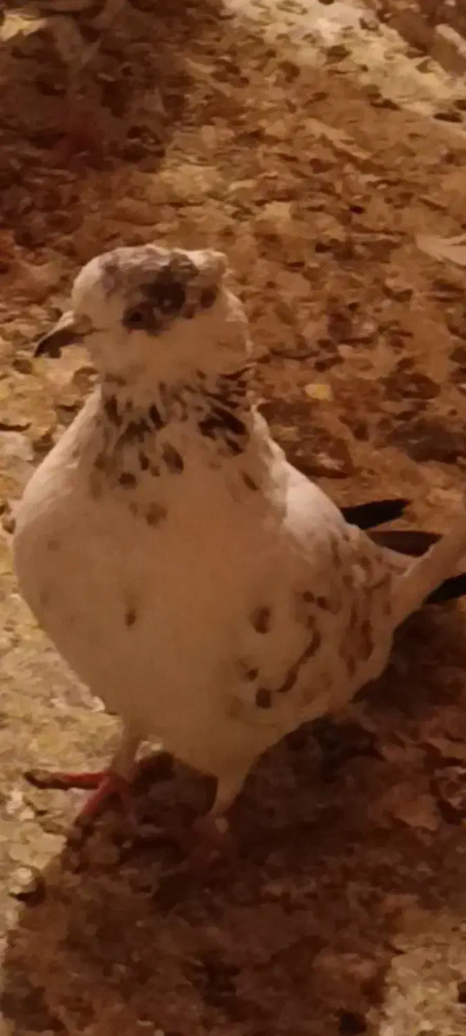 کفتر|حیوانات|قم, شاه ابراهیم|دیوار