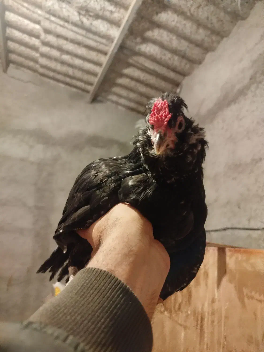 خروس گلین سیاه بدون غلط|حیوانات مزرعه|قلعه نو, |دیوار