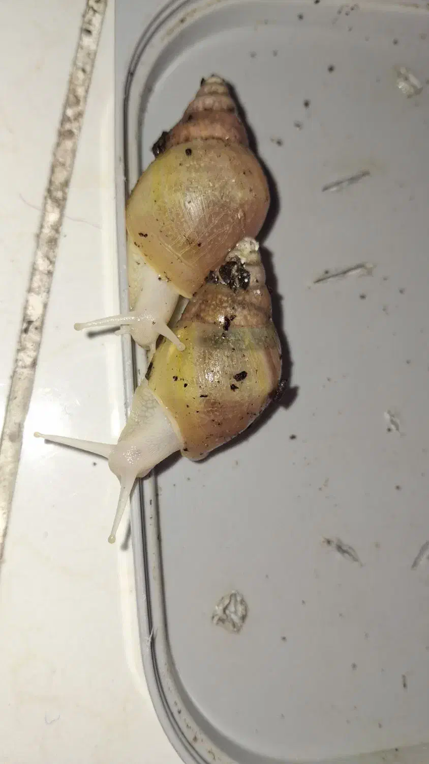 حلزون آچاتینا|خزنده|لنجان, |دیوار