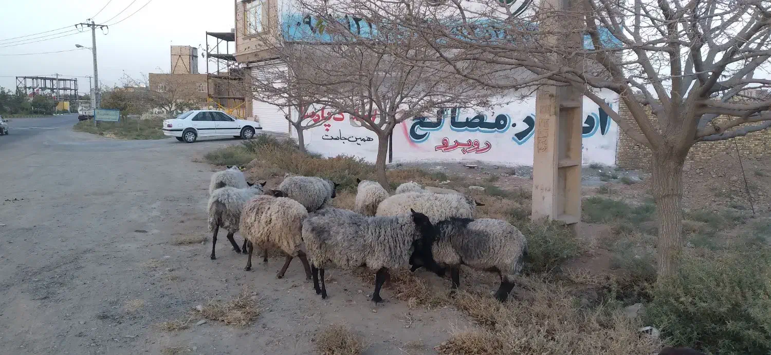 گوسفند رومانوف|حیوانات مزرعه|رضویه, |دیوار