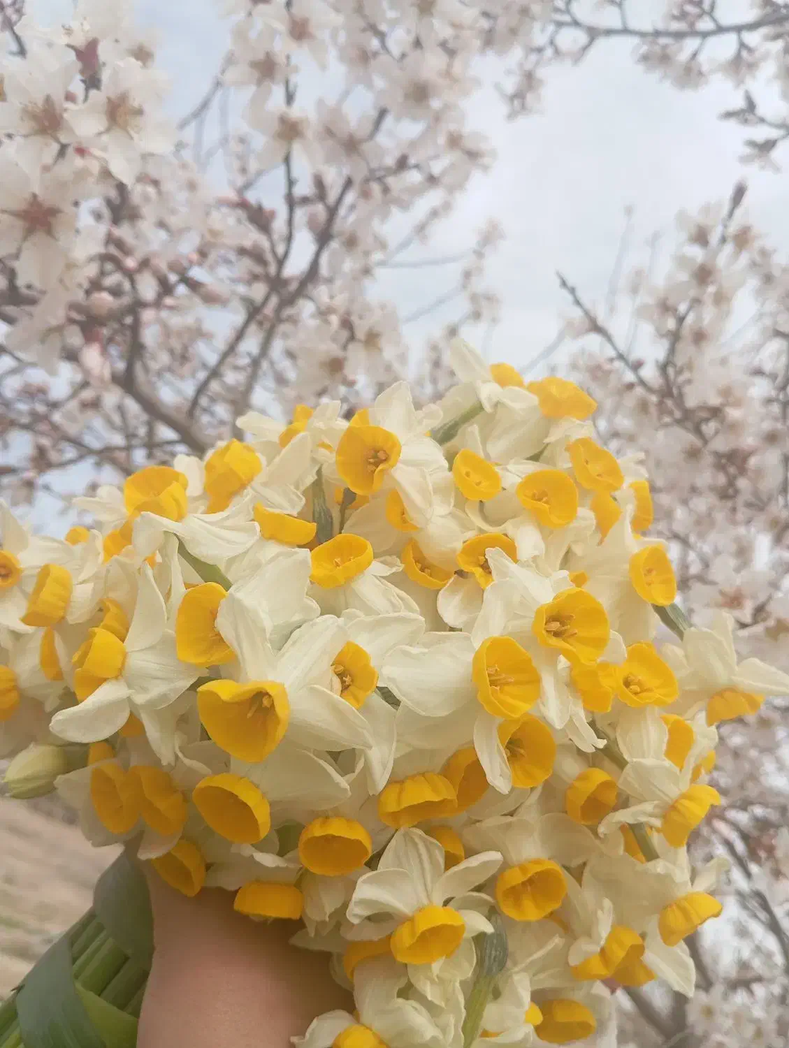 گل نرگس شهلادرجه یک|گل و گیاه طبیعی|شیراز, آزادگان|دیوار