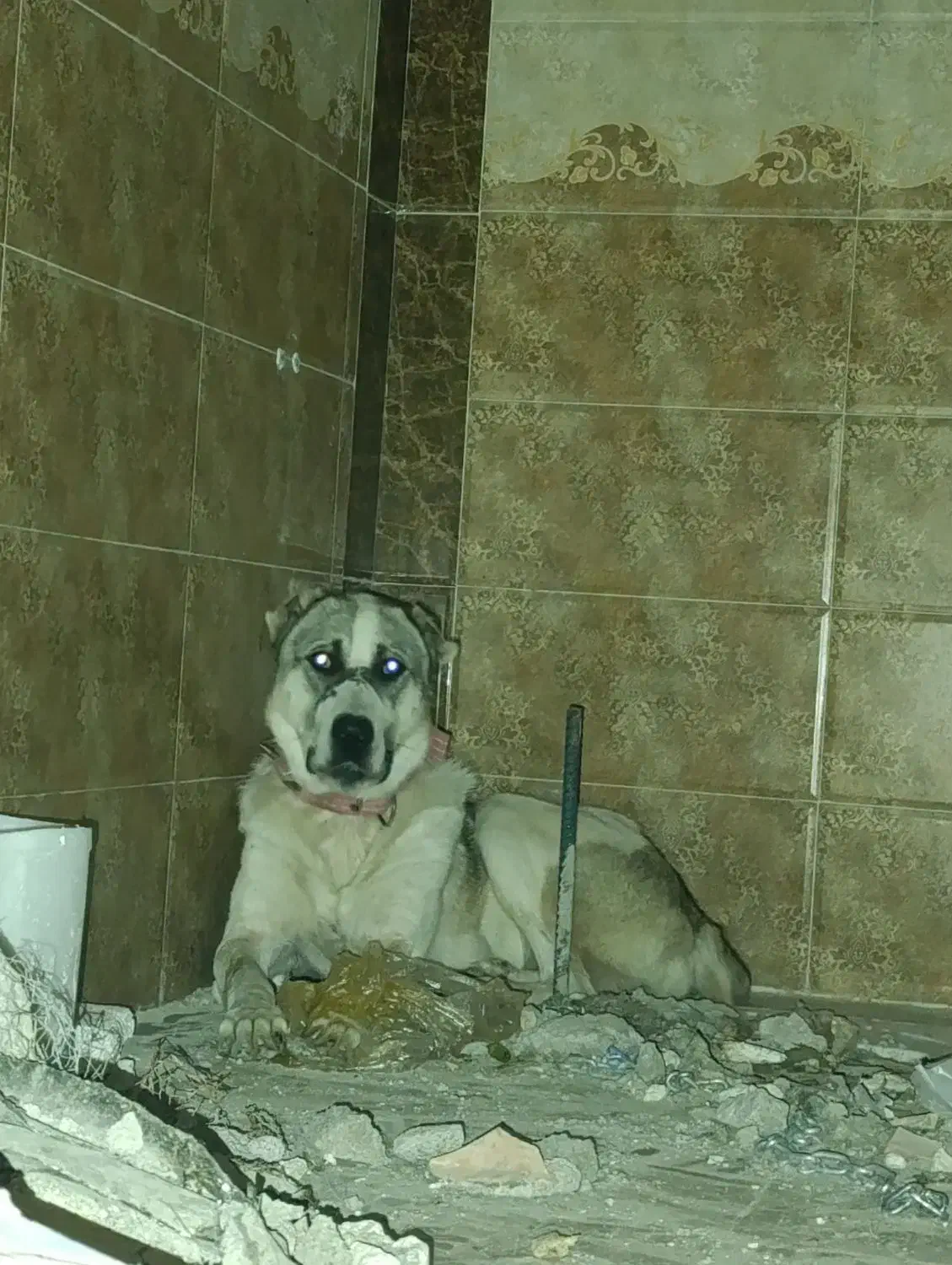 سگ البای|سگ|گرگان, |دیوار