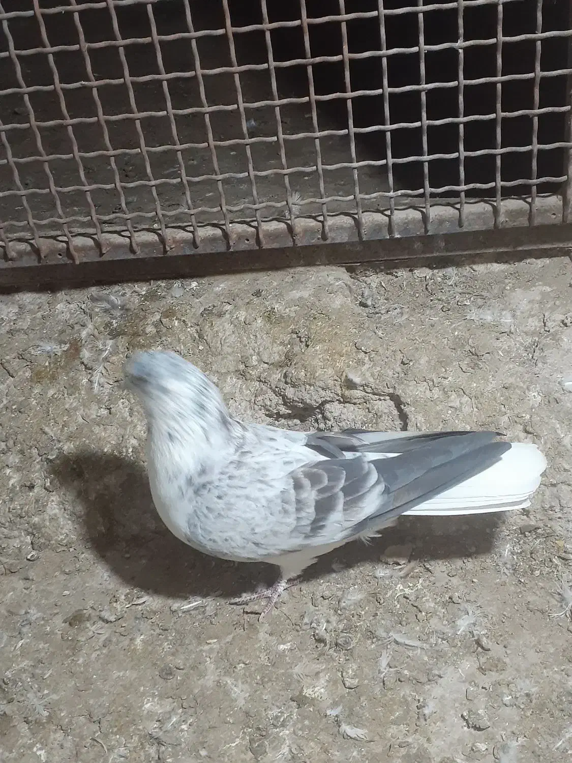 کفتر قاره دم سفید|پرنده|سراب, |دیوار