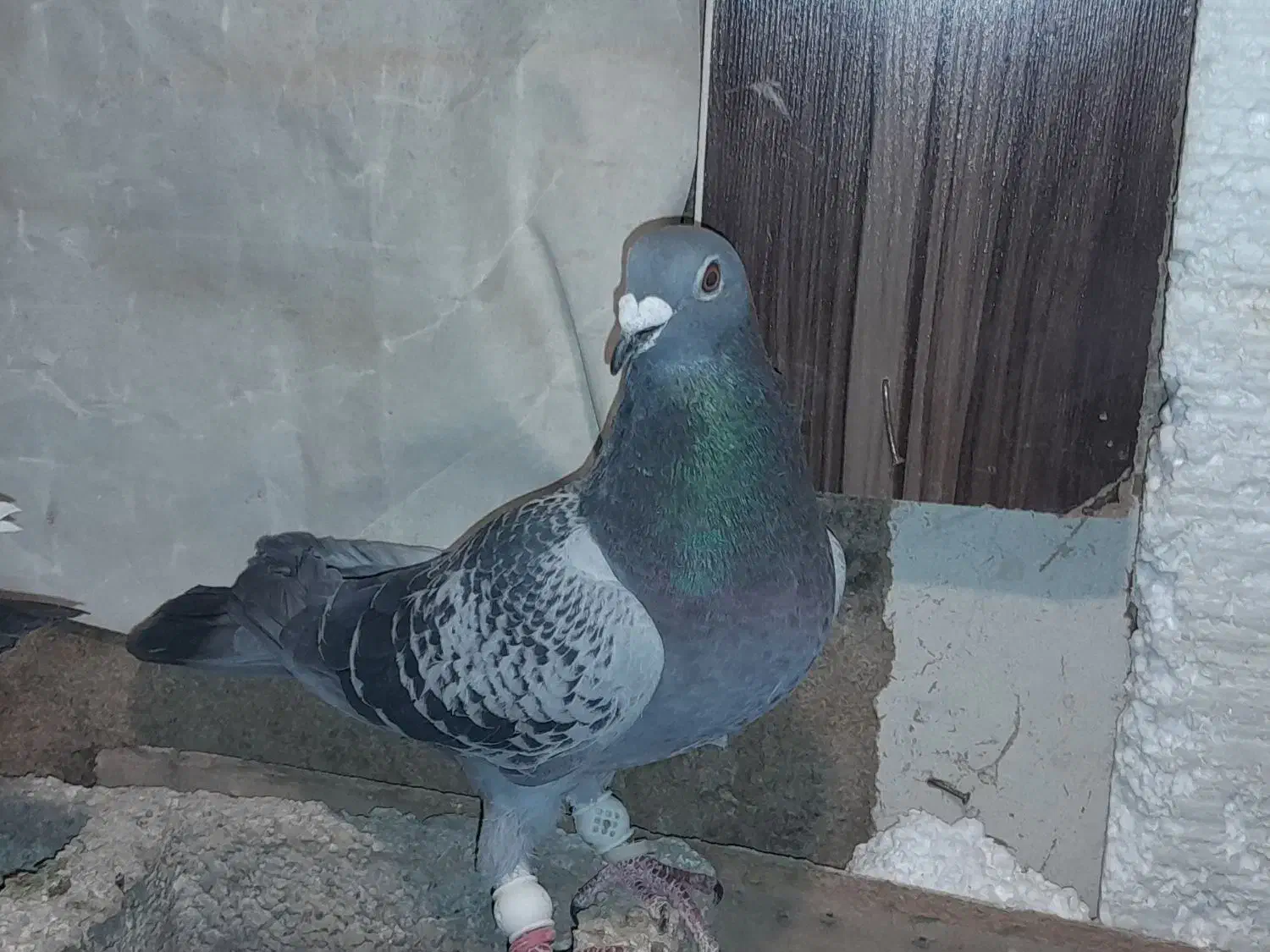 کفتر پلاکی ونکی آلمانی گرفتم|حیوانات|شیراز, نصرآباد|دیوار