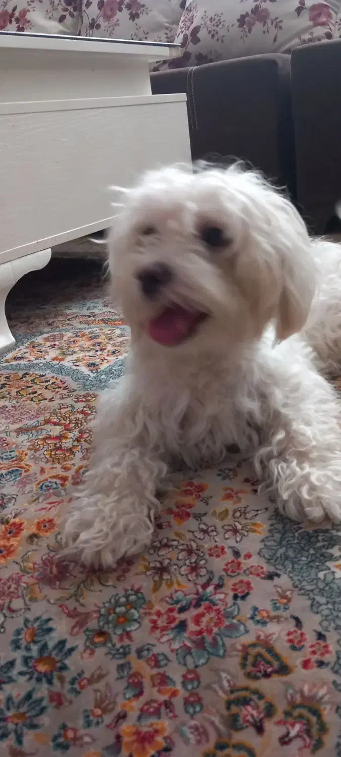 فروش سگ|سگ|رشت, حمیدیان|دیوار