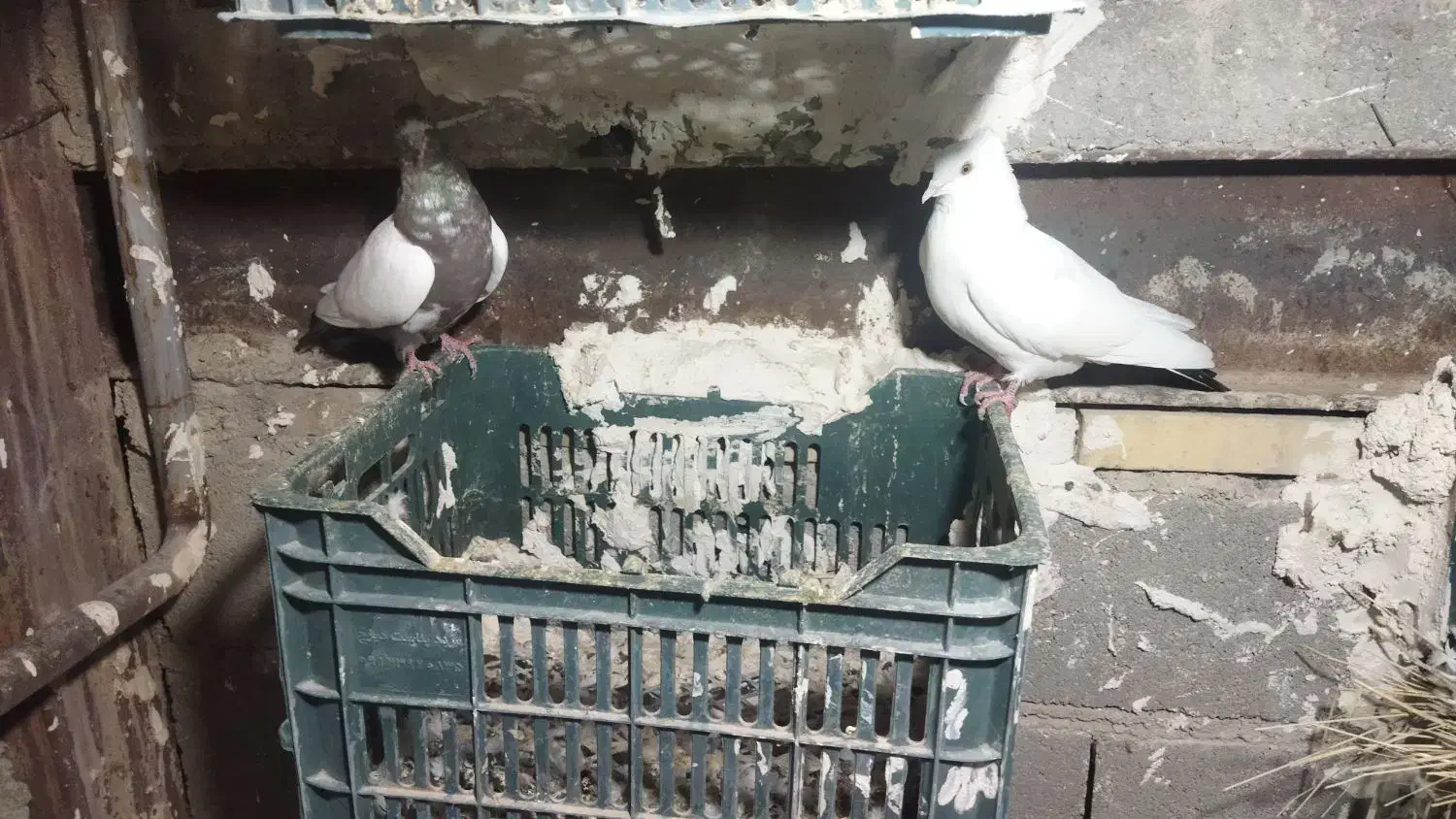 انواع کبوتر فروشی|پرنده|بستان آباد, |دیوار