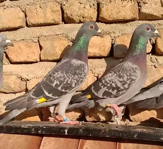 11 عدد کبوتر|پرنده|گرگان, |دیوار