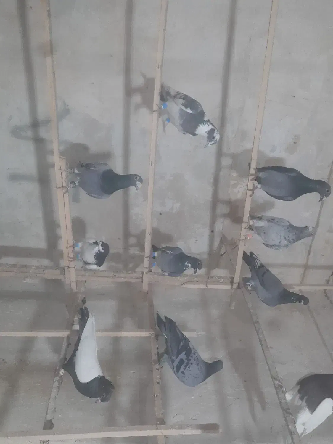 ۶۰تا پرشی|پرنده|تاکستان, |دیوار