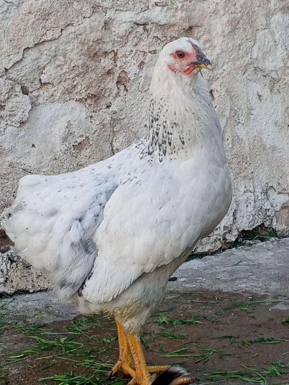 مرغ واروک|حیوانات مزرعه|مسجد سلیمان, |دیوار