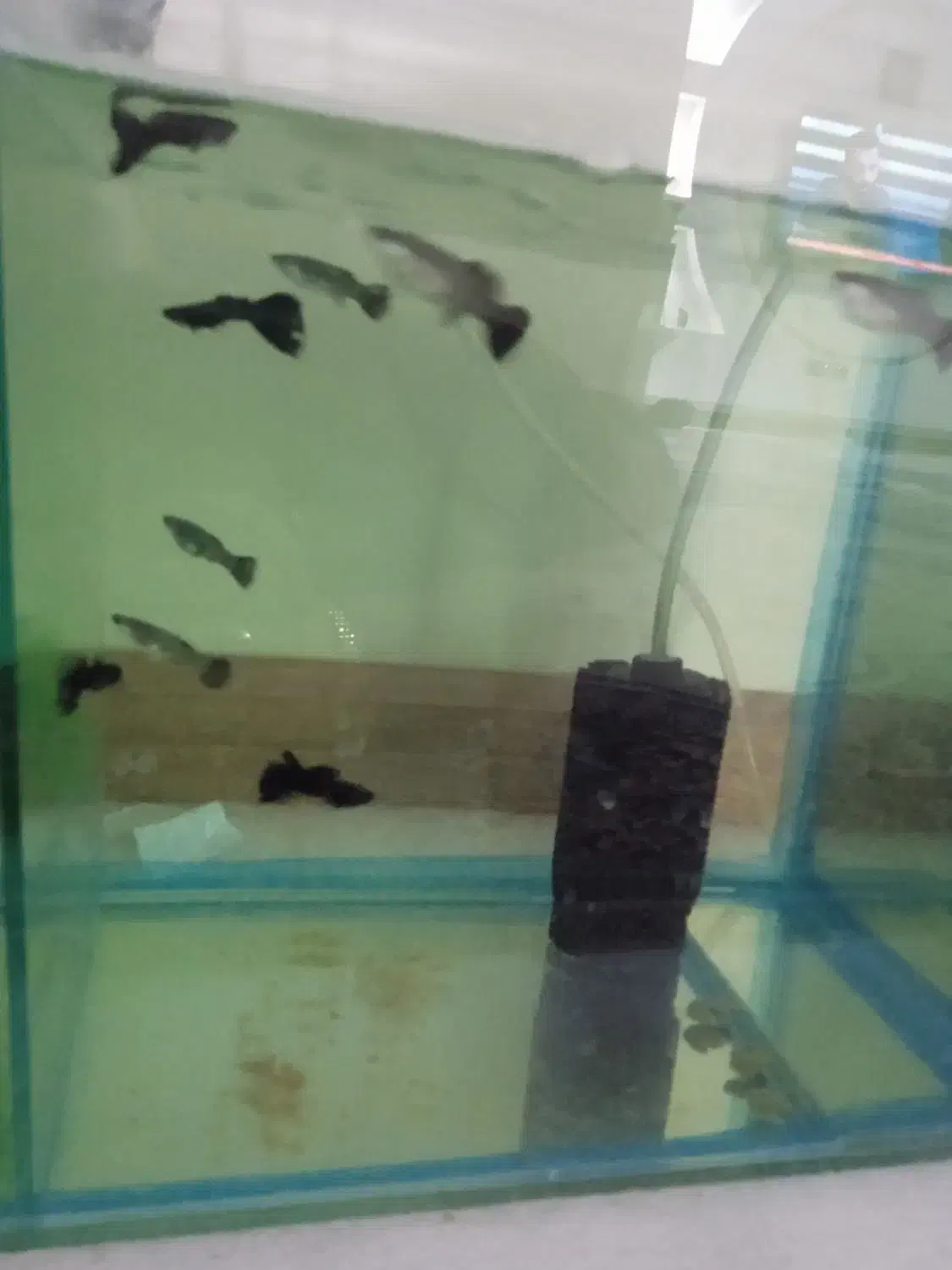 ۸ عدد ماهی گوپی فول بلک|ماهی|تهران, والفجر (افسریه)|دیوار