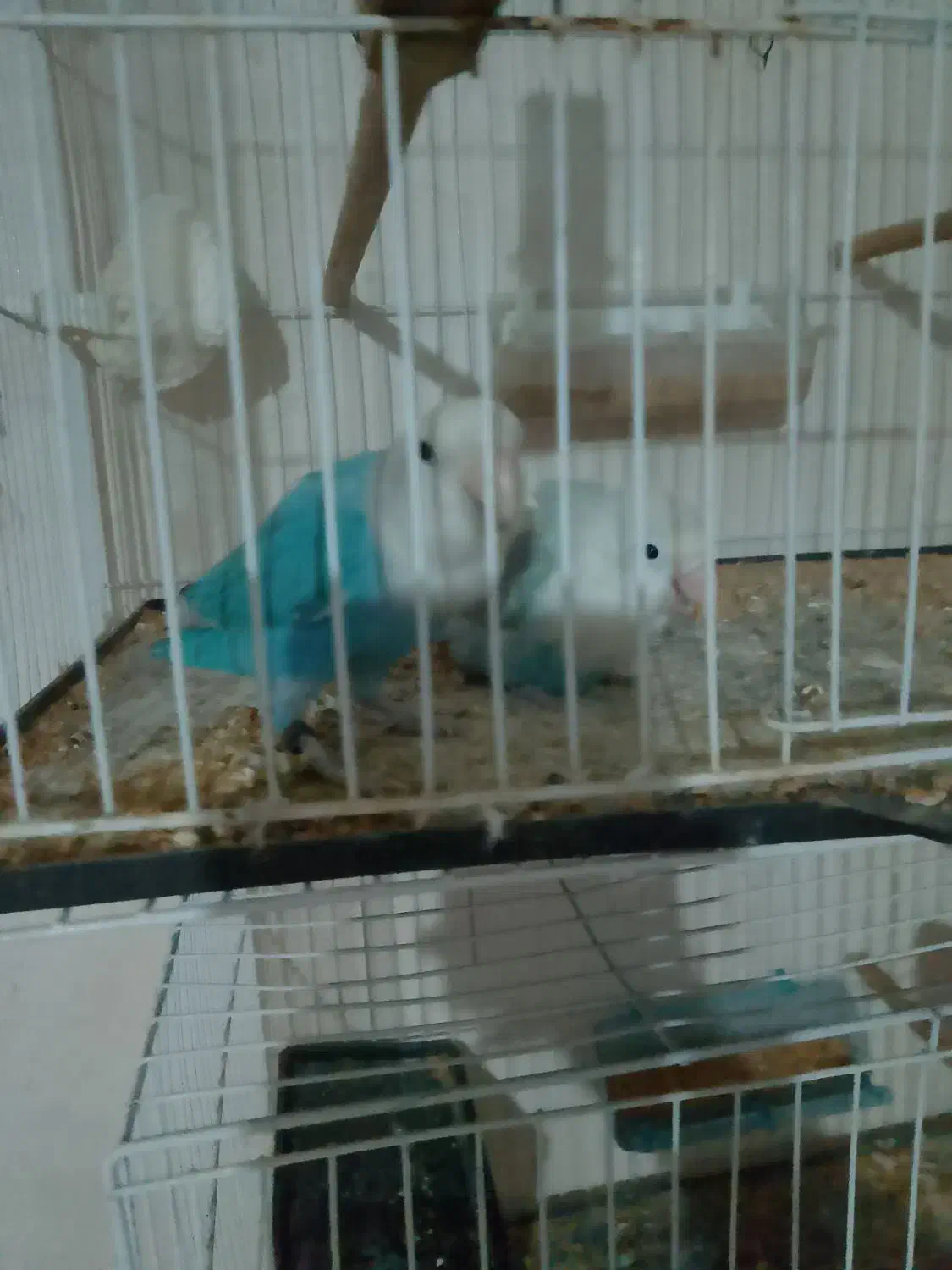 پرنده|پرنده|سنگان, |دیوار