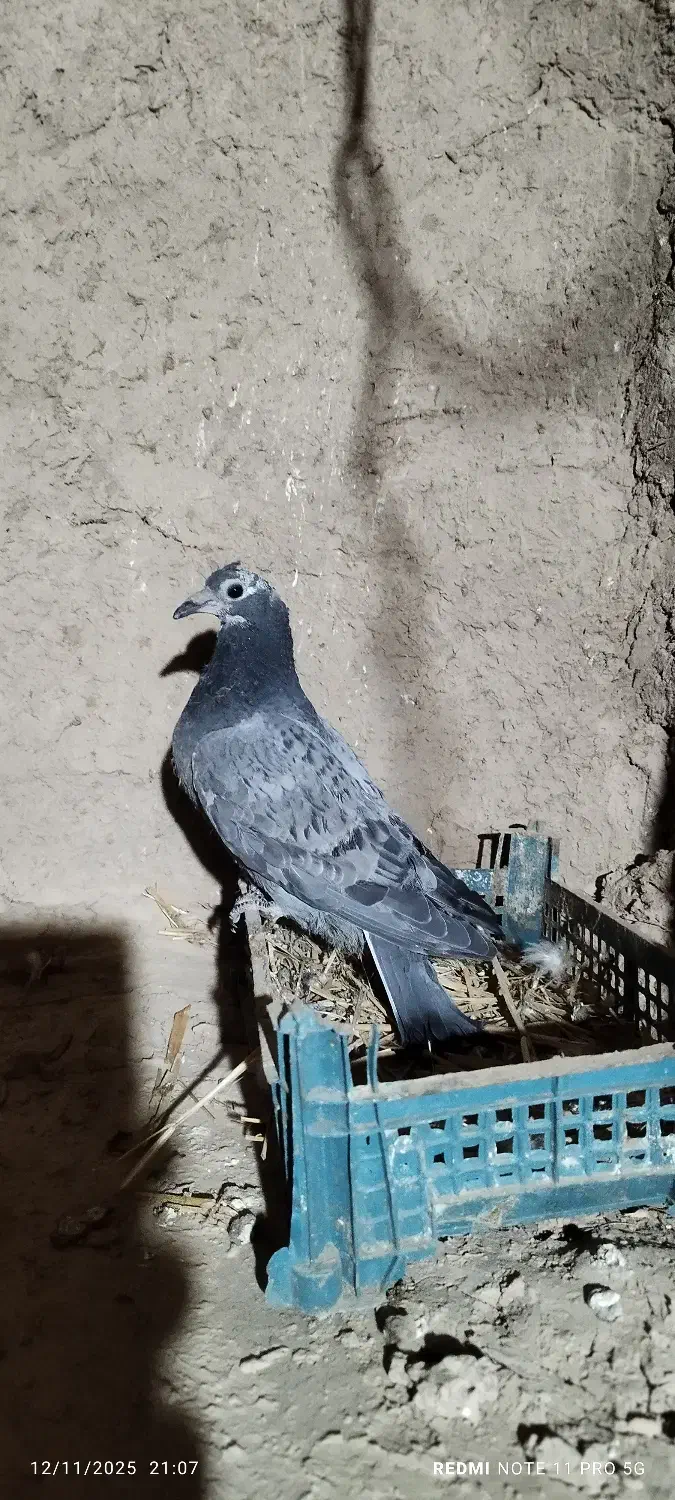 پلاکی جوجه|پرنده|آبکوه, |دیوار