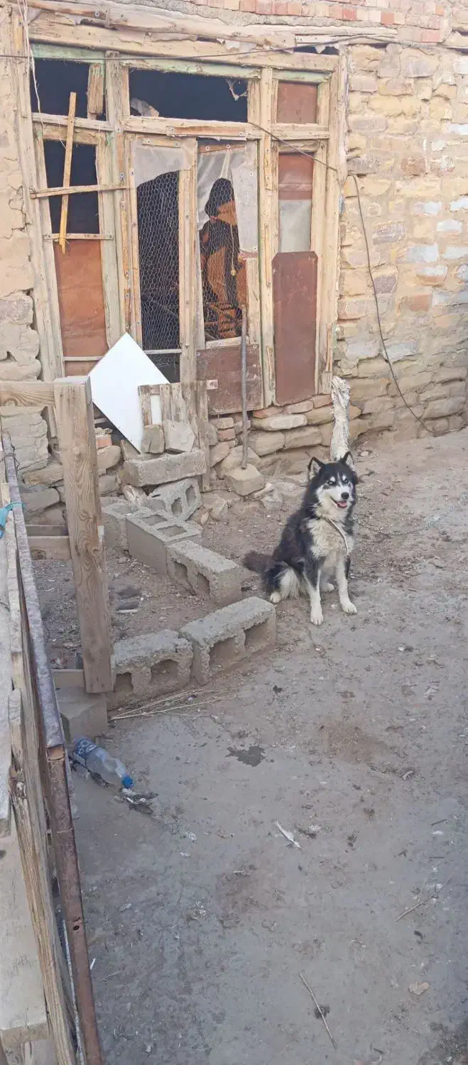 سگ هاسکی|سگ|نقده, |دیوار