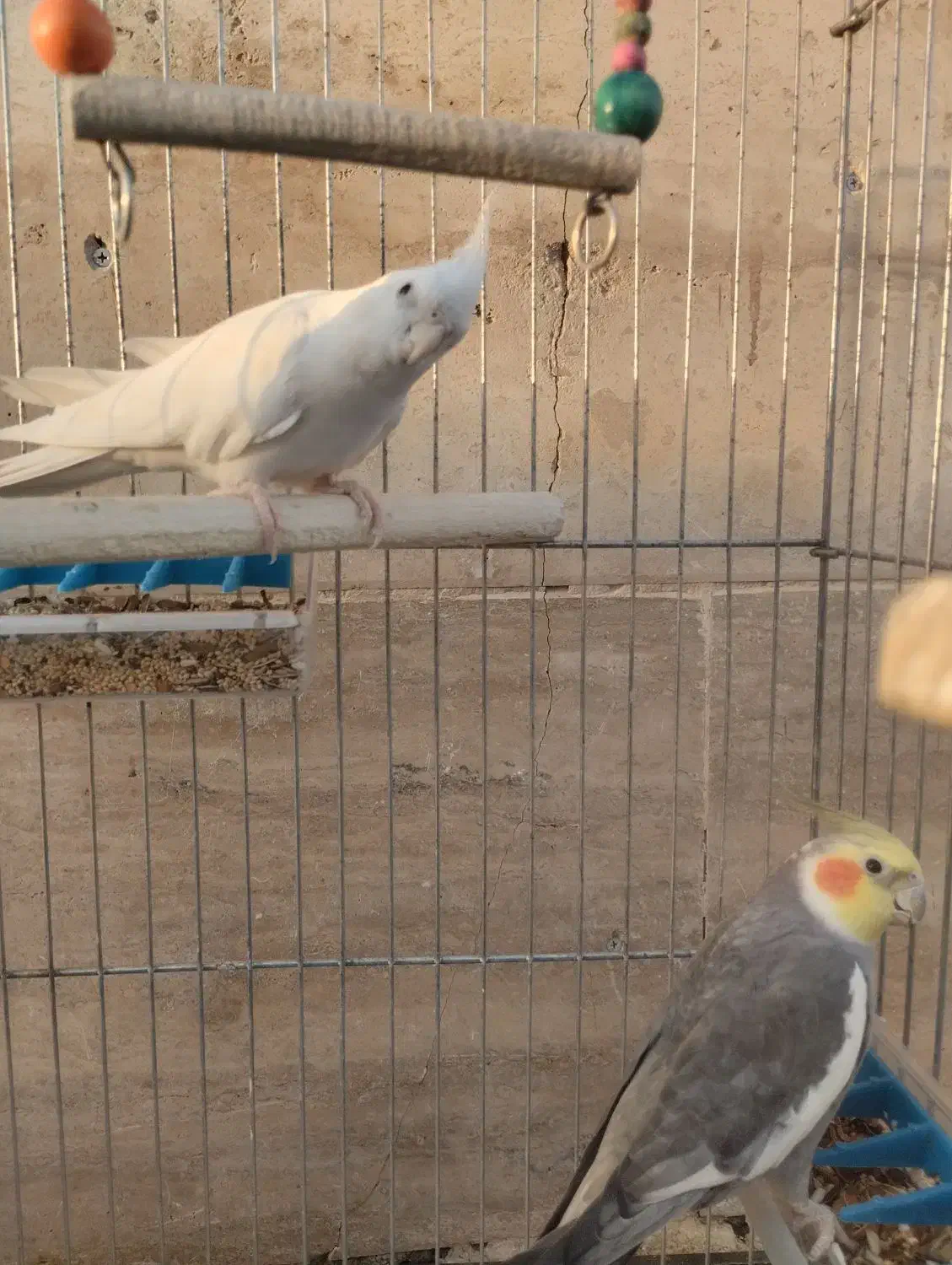 عروس هلندی خونگی، سالم و کاملاً رام|پرنده|باقرشهر, |دیوار