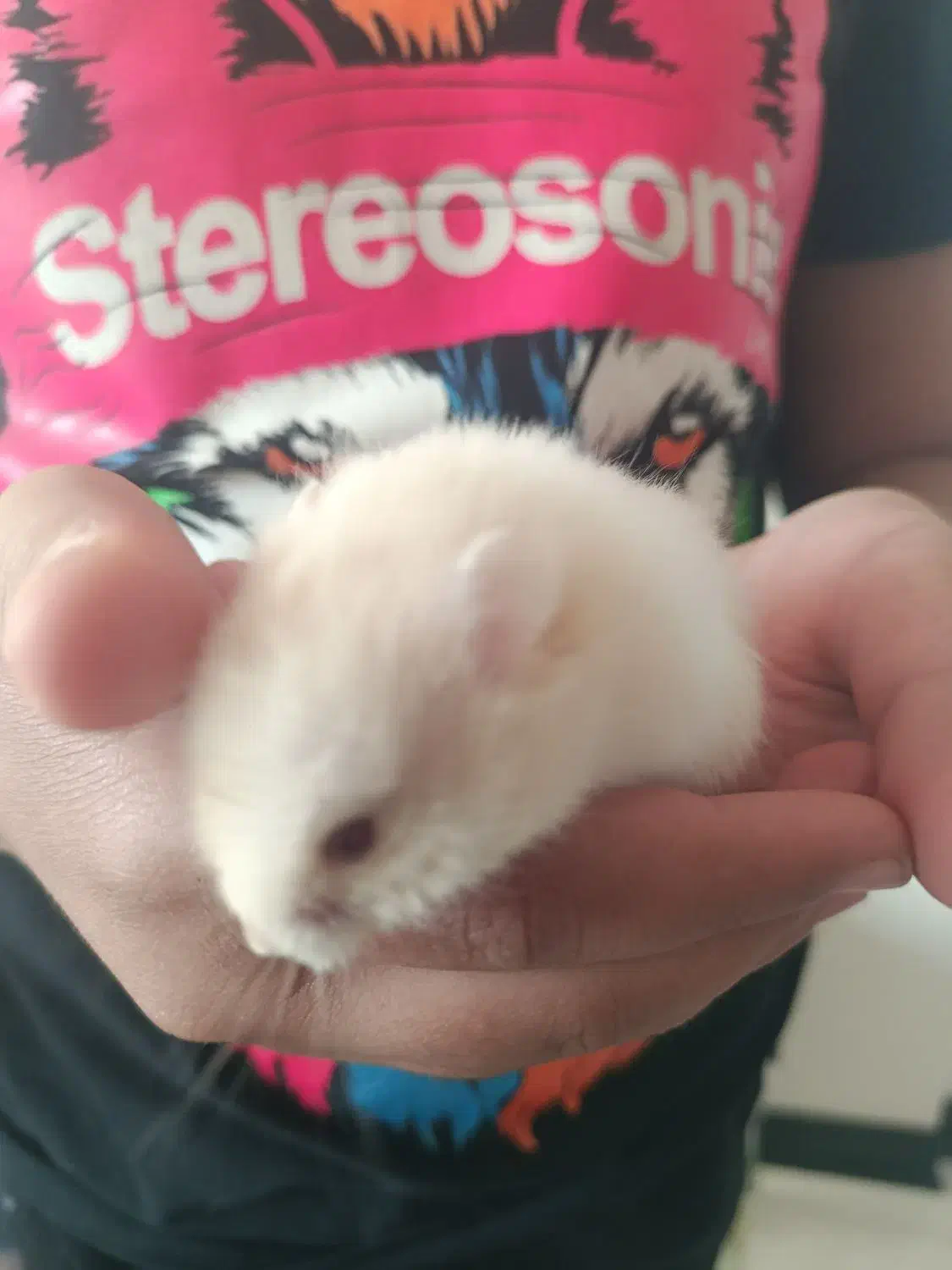 همستر زیبا|موش و خرگوش|صدرا-فارس, فاز ۱|دیوار