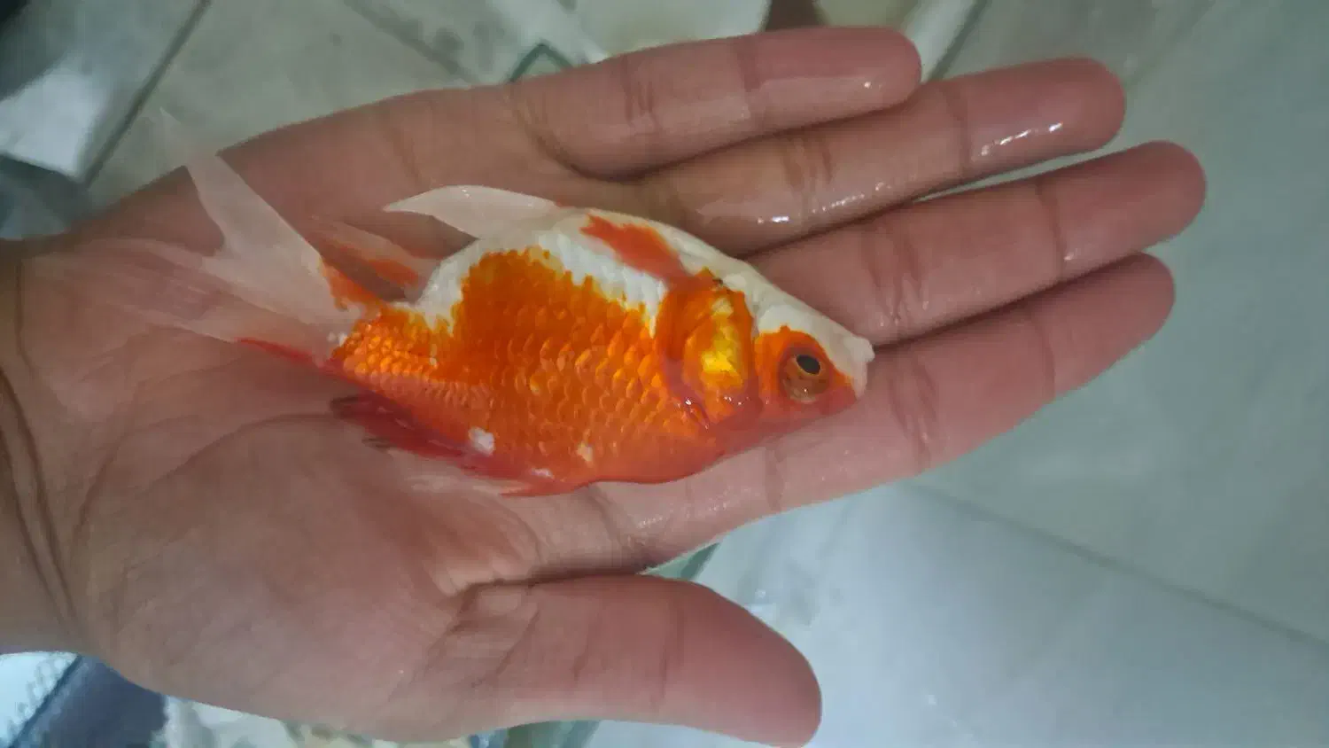 ماهی قرمز|ماهی|بهارستان, |دیوار