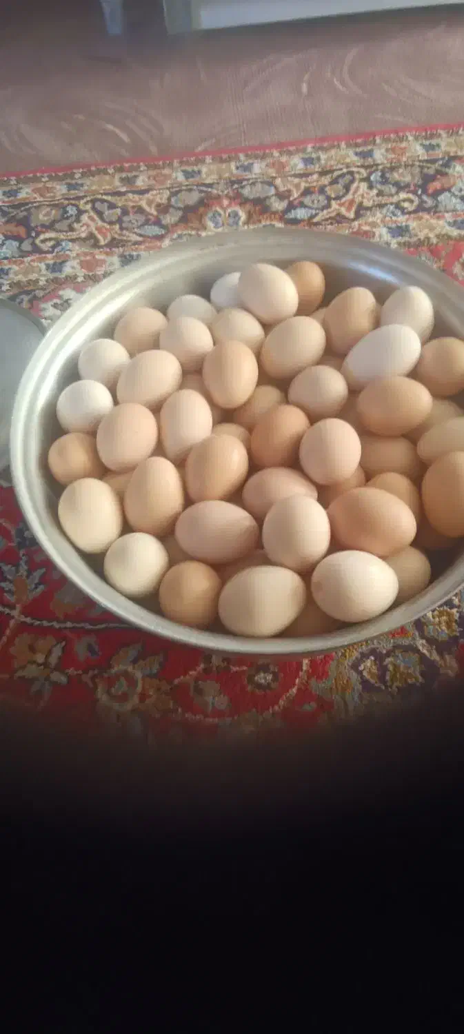 تخم مرغ محلی|خوردنی و آشامیدنی|دهلران, |دیوار