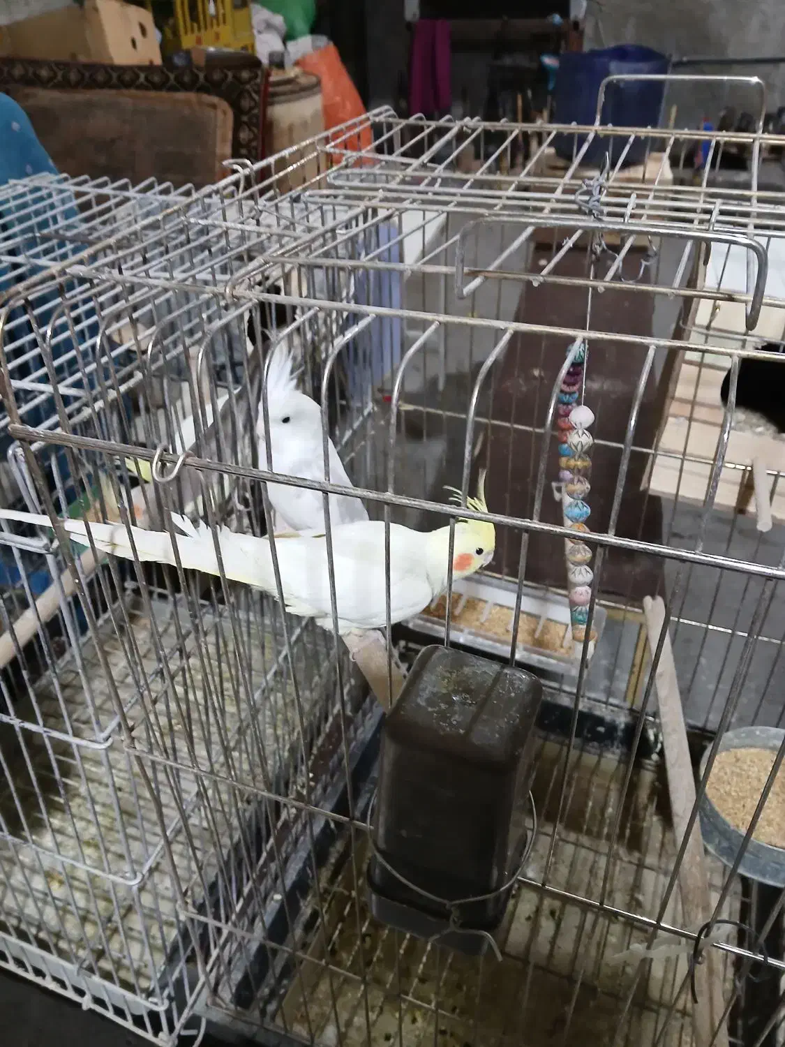 ۴ جفت عروس هلندی|پرنده|شیراز, تل حسینآباد|دیوار