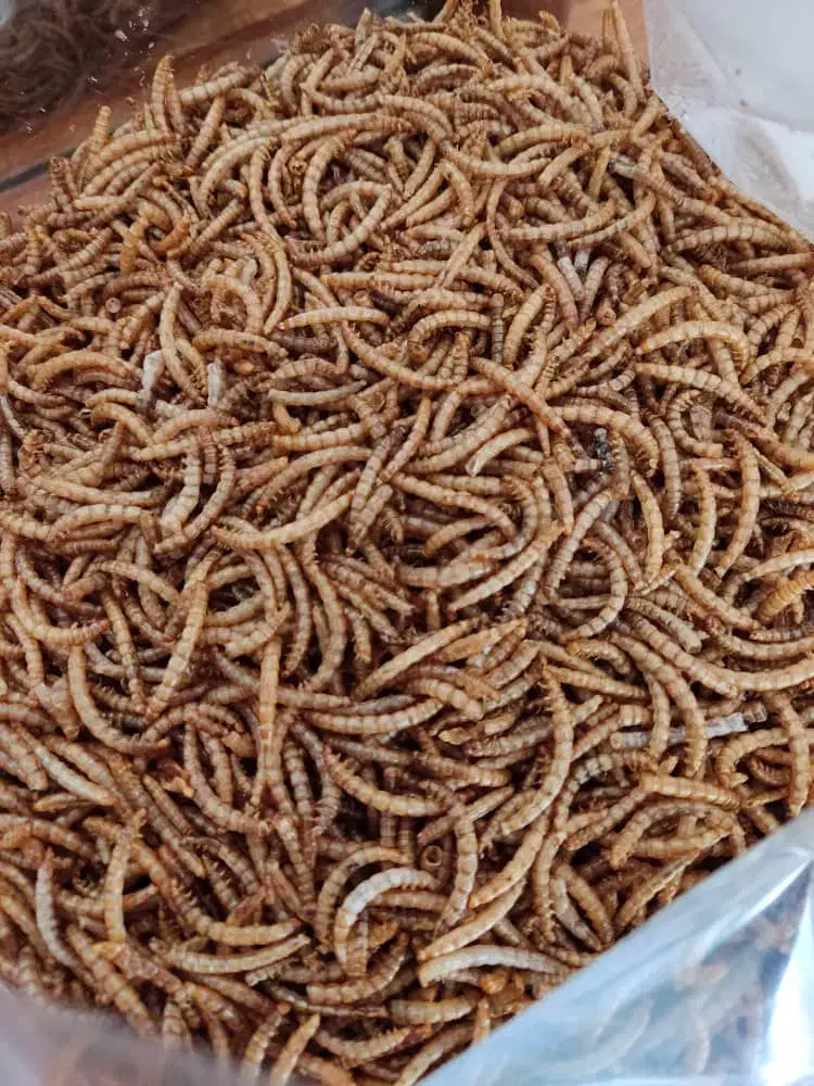 میلورم و سوپرورم و لارو سرباز و مکمل ترکیبی|خزنده|اندیشه, پرنیان|دیوار