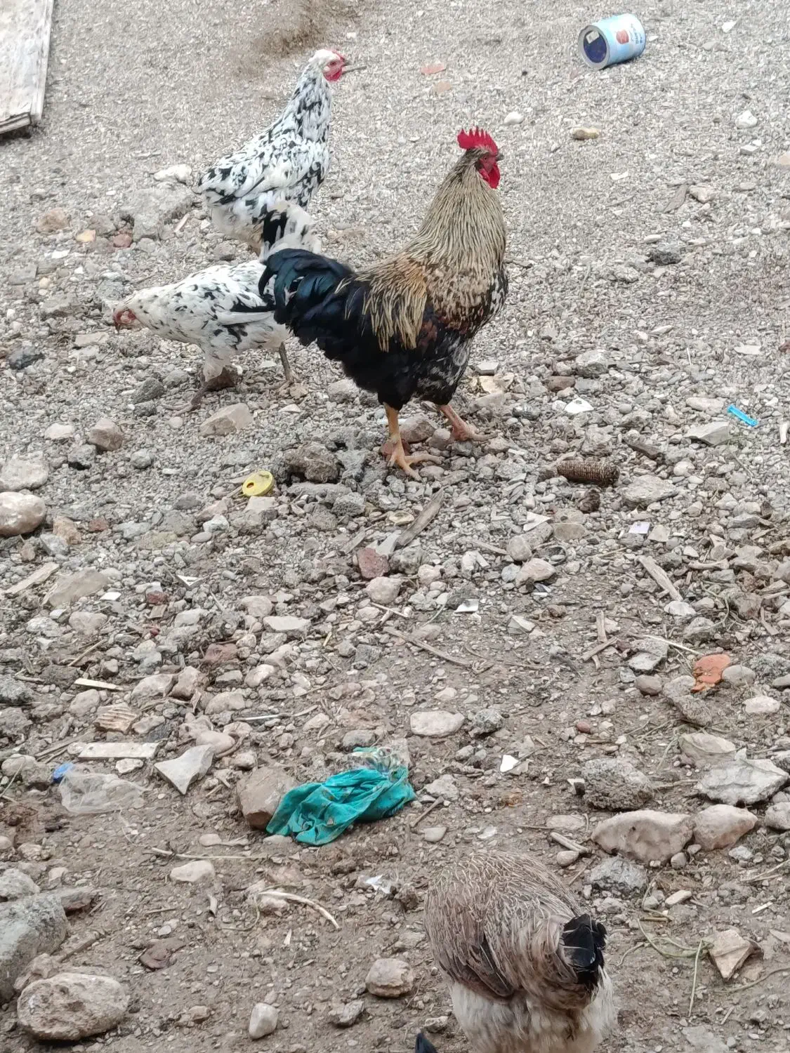 خروس|حیوانات مزرعه|سرپل ذهاب, |دیوار