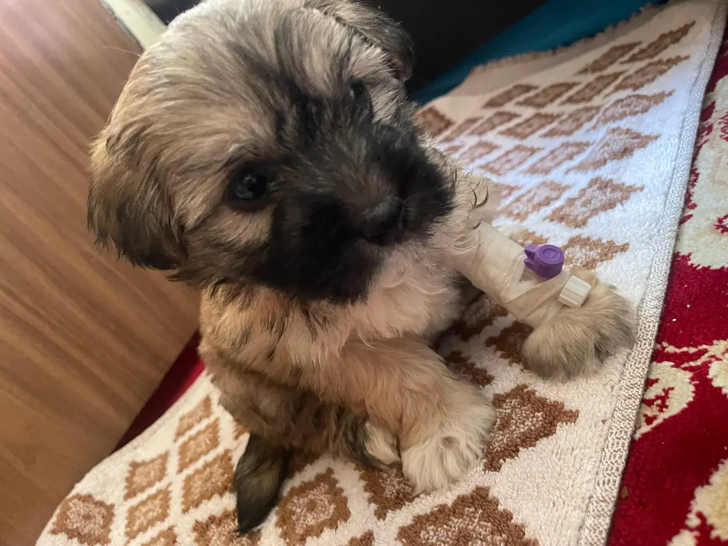 واگزاری سگ|سگ|گلستان (تهران), |دیوار