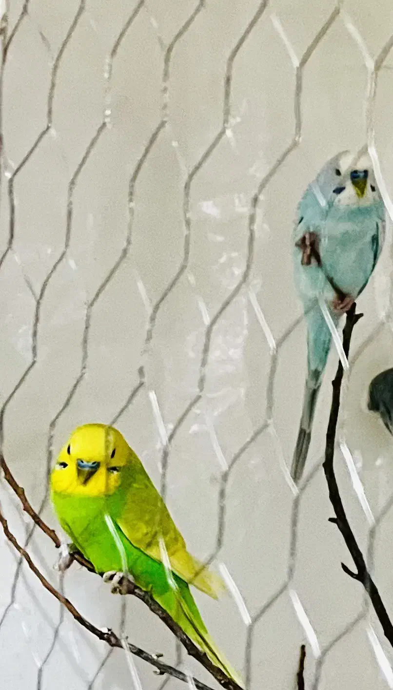 مرغ عشق انگلیسی|پرنده|رفسنجان, |دیوار