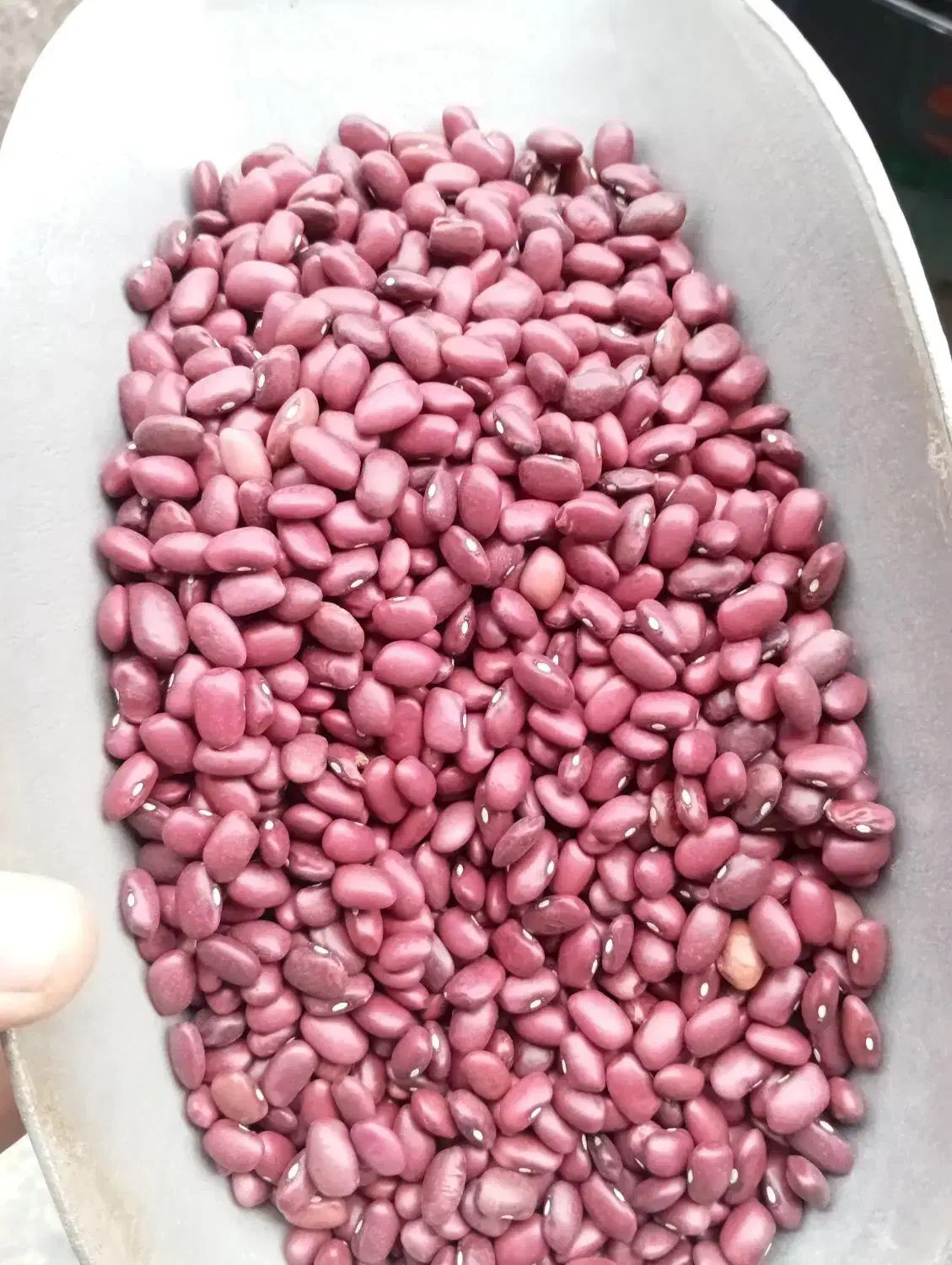 فروش حبوبات خرده|خوردنی و آشامیدنی|رشت, انصاری|دیوار