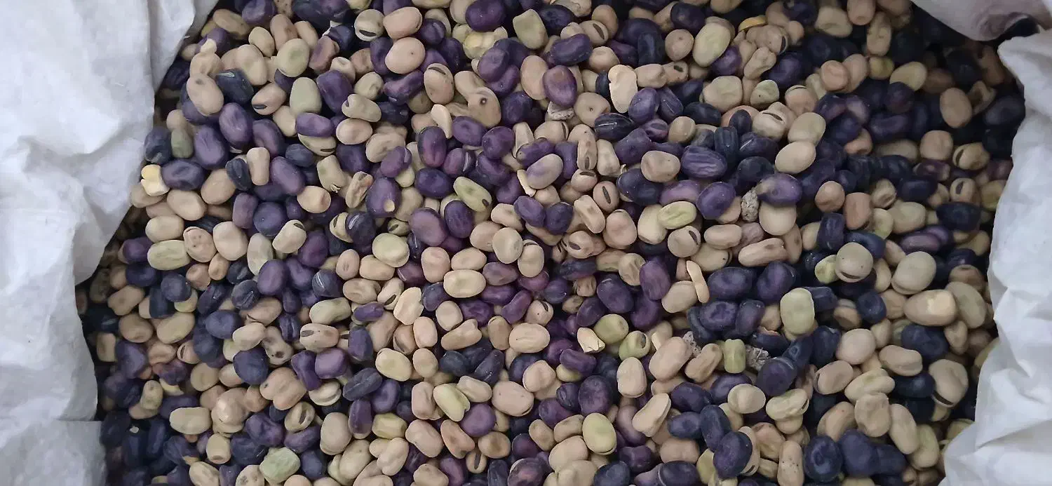 باقلا|خوردنی و آشامیدنی|رباط‌کریم, شترخوار|دیوار