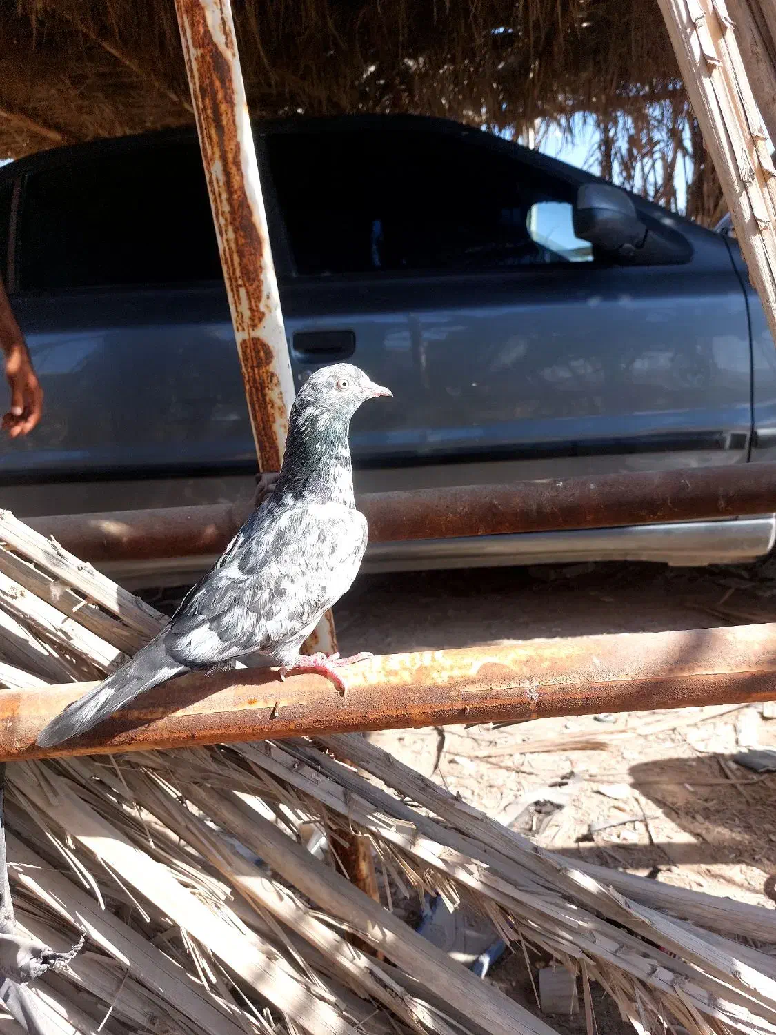 کبوتر پاکستانی ساعت بالا|پرنده|رویدر, |دیوار