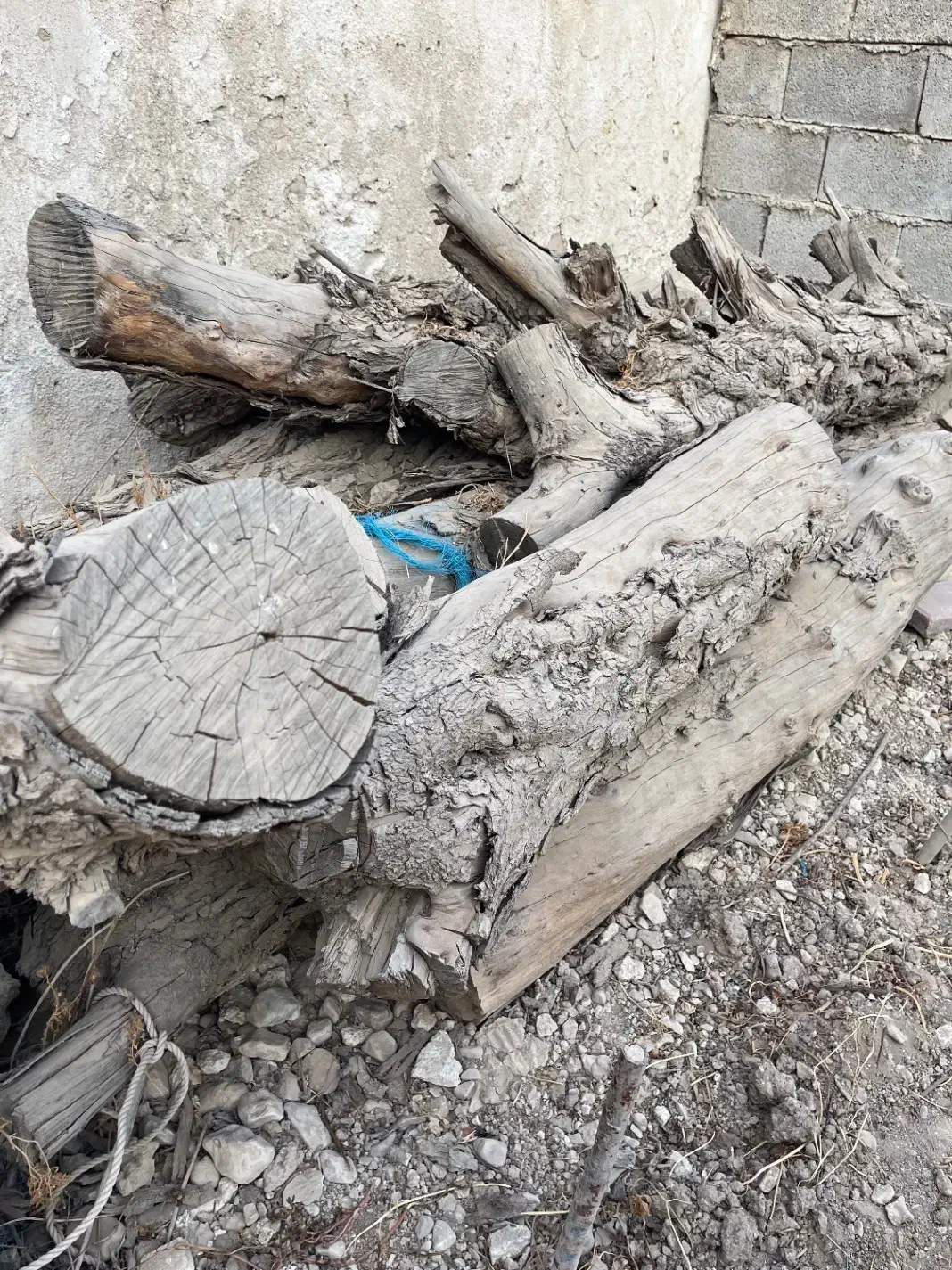 چوب تنه کنار|گل و گیاه طبیعی|برازجان, |دیوار