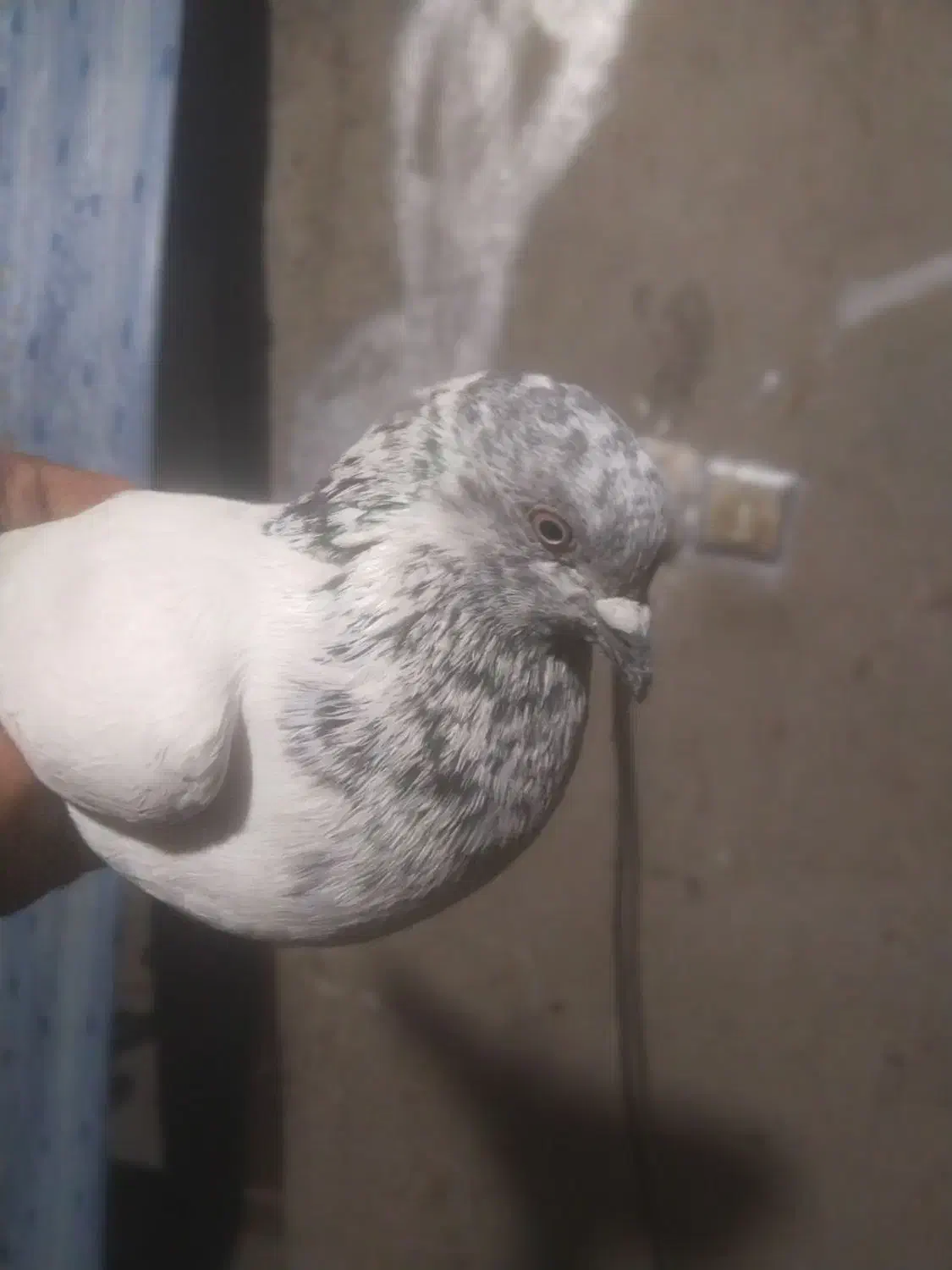 کبوتر|پرنده|خاش, |دیوار