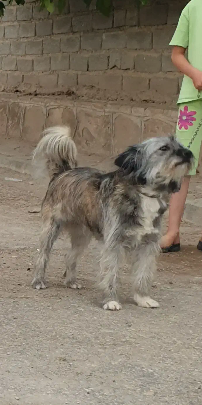 پاکوتابازی گوش معاوضه باکبوتر|سگ|کرانی, |دیوار