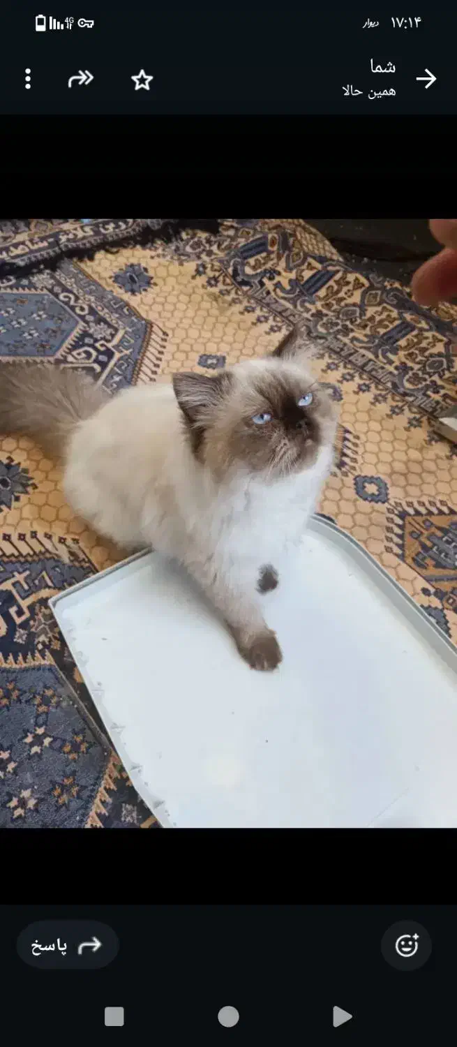 گربه|گربه|دزفول, |دیوار