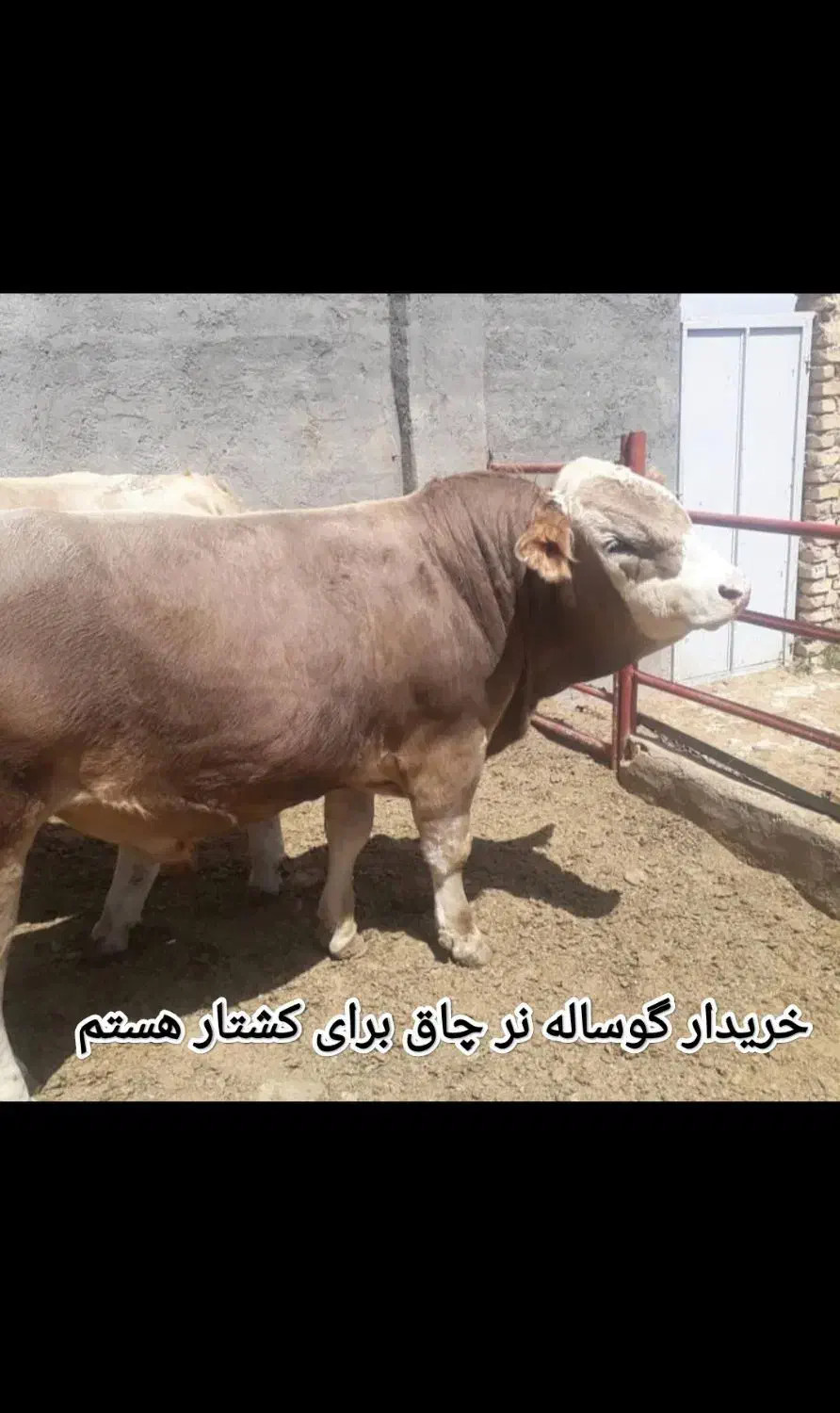 گاو|حیوانات مزرعه|میاندوآب, |دیوار